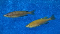 Cyprichromis microlepidotus Kiriza black 9-10 cm