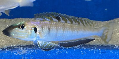 Enantiopus melanogenys Mpimbwe 9-13 cm
