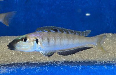 Enantiopus melanogenys Mpimbwe 9-13 cm
