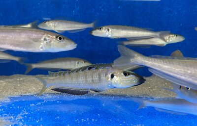 Enantiopus melanogenys Mpimbwe 9-13 cm