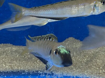 Enantiopus melanogenys Mpimbwe 9-13 cm