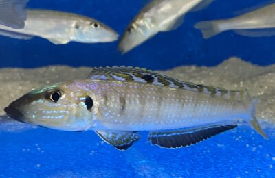 Enantiopus melanogenys Mpimbwe 9-13 cm