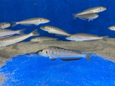 Enantiopus melanogenys Mpimbwe 9-13 cm