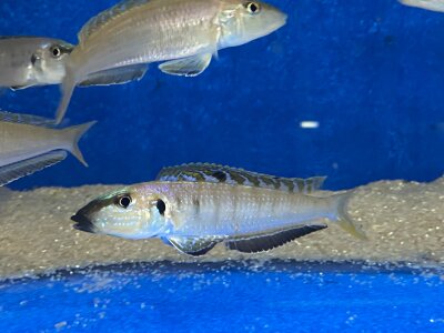 Enantiopus melanogenys Mpimbwe 9-13 cm