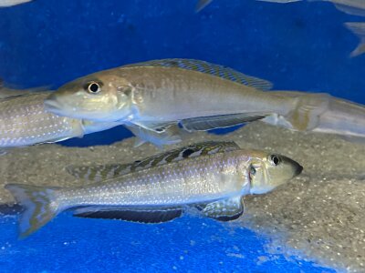 Enantiopus melanogenys Mpimbwe 9-13 cm