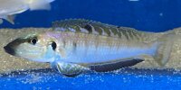Enantiopus melanogenys Mpimbwe 9-13 cm