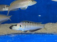 Enantiopus melanogenys Mpimbwe 9-13 cm