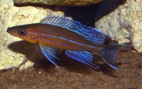 Paracyprichromis nigripinnis Kantalamba 5-7 cm