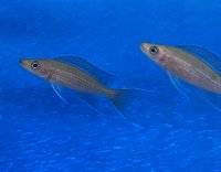 Paracyprichromis nigripinnis Kantalamba 5-7 cm