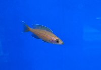 Paracyprichromis nigripinnis blue neon 5-7 cm