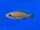 Paracyprichromis nigripinnis blue neon 5-7 cm