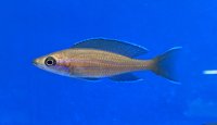 Paracyprichromis nigripinnis blue neon 7-8 cm