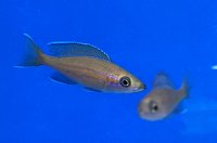Paracyprichromis nigripinnis blue neon 7-8 cm