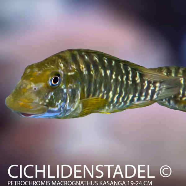Petrochromis macrognathus Kasanga 4-6 cm