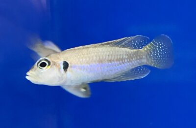 Lamprologus ocellatus Nkondwe Island 2-4 cm