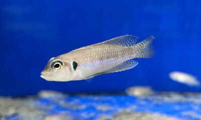Lamprologus ocellatus Nkondwe Island 2-4 cm