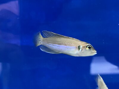Lamprologus ocellatus Nkondwe Island 2-4 cm