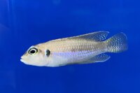 Lamprologus ocellatus Nkondwe Island 2-4 cm