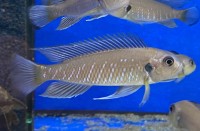 Triglachromis otostigma 5-7 cm