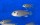 Triglachromis otostigma 5-7 cm