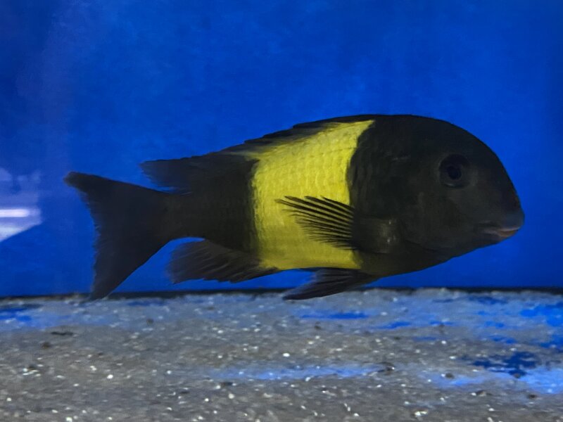 Tropheus ikola kaiser 4-5 cm