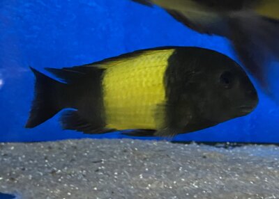 Tropheus ikola kaiser 4-5 cm