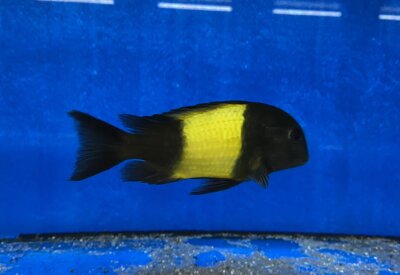 Tropheus ikola kaiser 4-5 cm