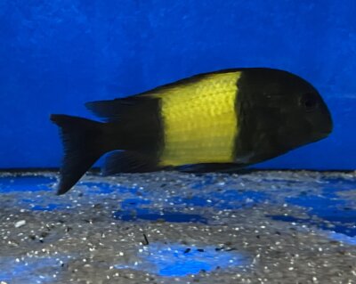Tropheus ikola kaiser 4-5 cm