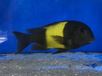 Tropheus ikola kaiser 4-5 cm