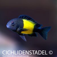 Tropheus ikola kaiser 4-5 cm