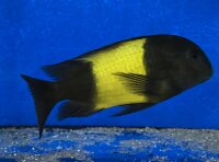 Tropheus ikola kaiser 4-5 cm