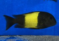 Tropheus ikola kaiser 4-5 cm