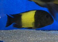 Tropheus ikola kaiser 4-5 cm