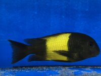 Tropheus ikola kaiser 4-5 cm