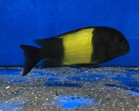 Tropheus ikola kaiser 4-5 cm