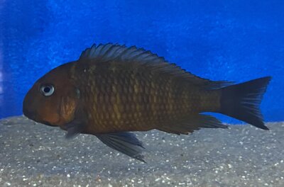 Tropheus kiku red cheek Mpimbwe 8-12 cm
