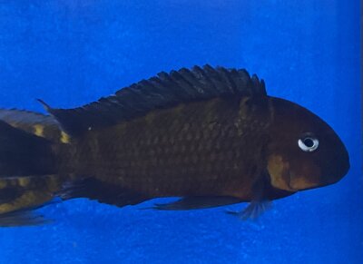 Tropheus kiku red cheek Mpimbwe 8-12 cm