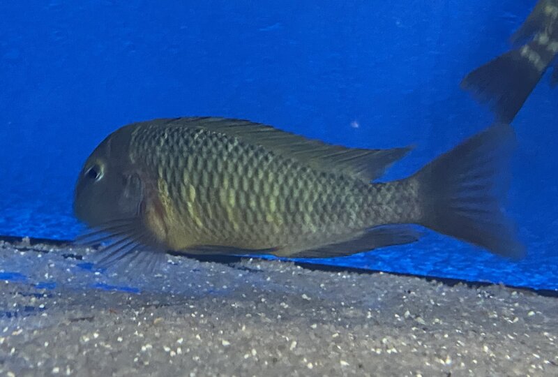 Tropheus moorii namansi 9-11 cm