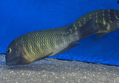 Tropheus moorii namansi 9-11 cm