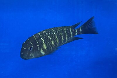Tropheus moorii namansi 9-11 cm