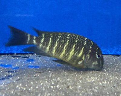 Tropheus moorii namansi 9-11 cm