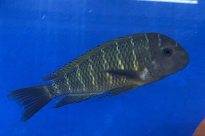 Tropheus moorii namansi 9-11 cm