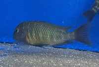 Tropheus moorii namansi 9-11 cm