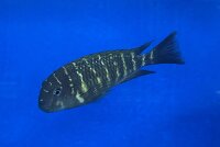 Tropheus moorii namansi 9-11 cm