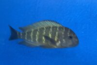 Tropheus moorii namansi 9-11 cm
