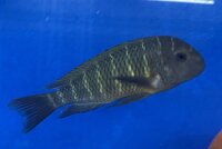 Tropheus moorii namansi 9-11 cm