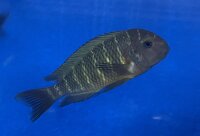 Tropheus moorii namansi 9-11 cm