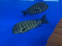 Tropheus moorii namansi 9-11 cm