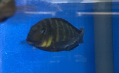 Tropheus yellow check Korongwe 8-10 cm