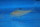 Xenotilapia papilio Halembe 9-10 cm